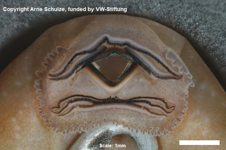 Sorry, no picture available